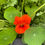 Thumbnail: Flower - Nasturtium, Empress of India