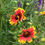 Thumbnail: Wildflower - Gaillardia, Indian Blanket (Southern Acclimated)