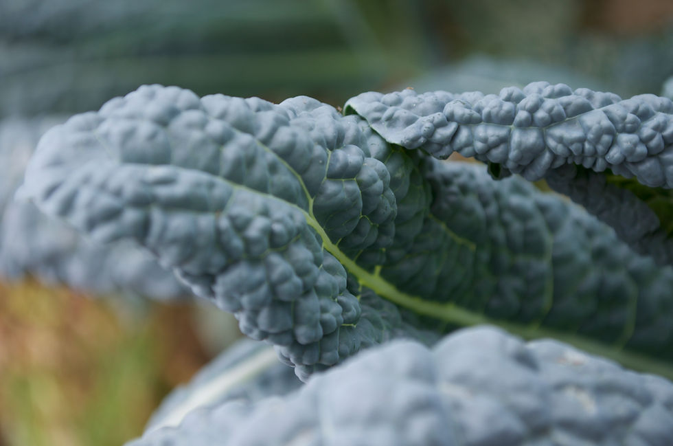 Thumbnail: Kale - Lacinato (Dinosaur)