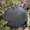 Thumbnail: Watermelon - Black Diamond