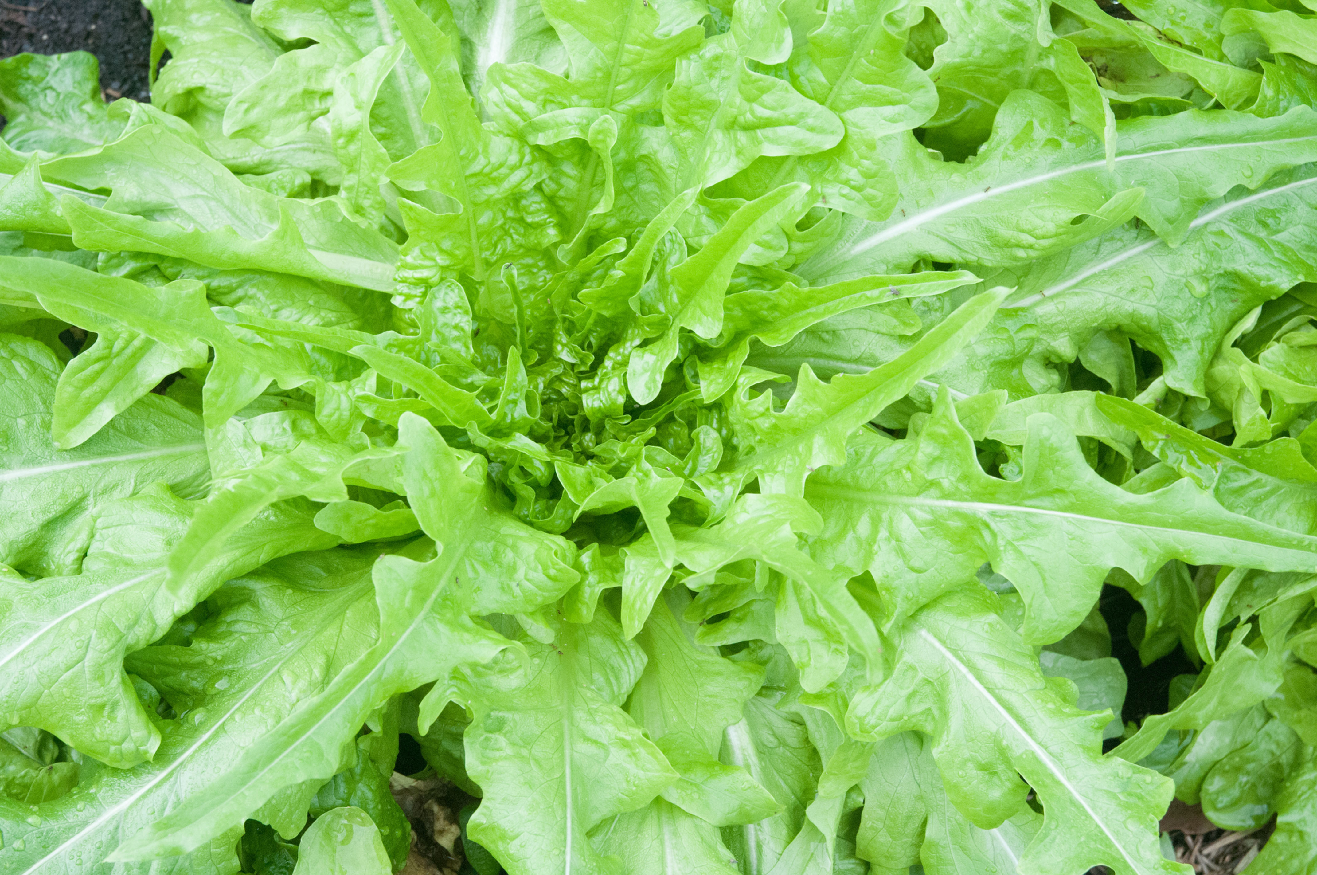 Lettuce - Oakleaf, Butterhead