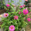 Thumbnail: Flower - Zinnia, Brazos Valley Mix (Southern Acclimated)