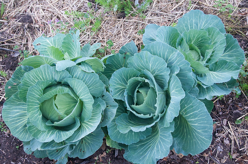 CabbageLate Premium Flat Dutch Brim Seed Co.