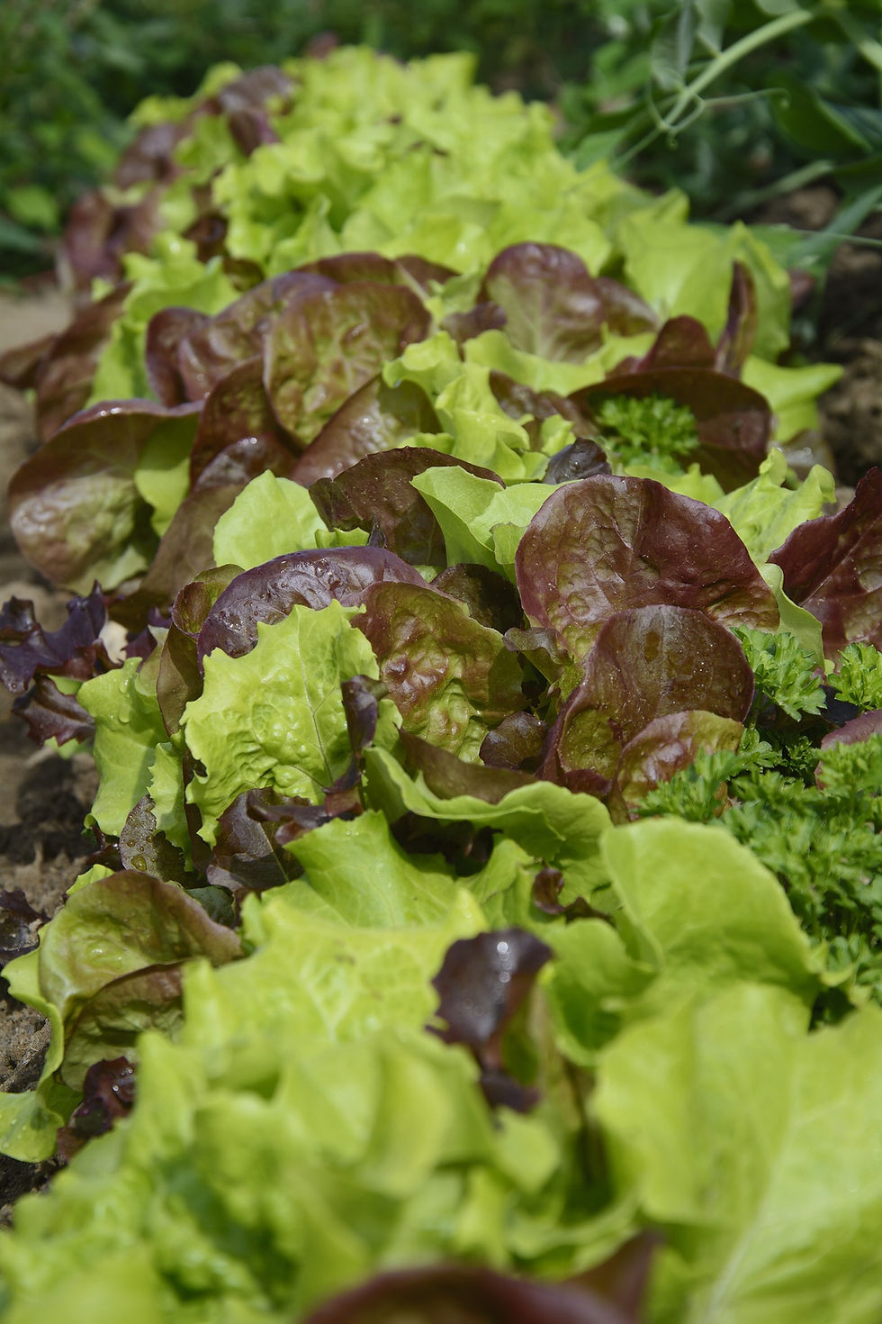 Thumbnail: Lettuce - Mesclun, Gourmet Mix