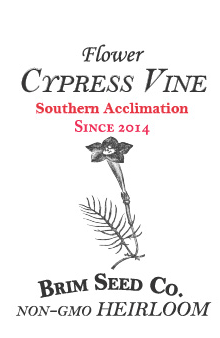 Thumbnail: Flower - Cypress Vine (Southern Acclimated)