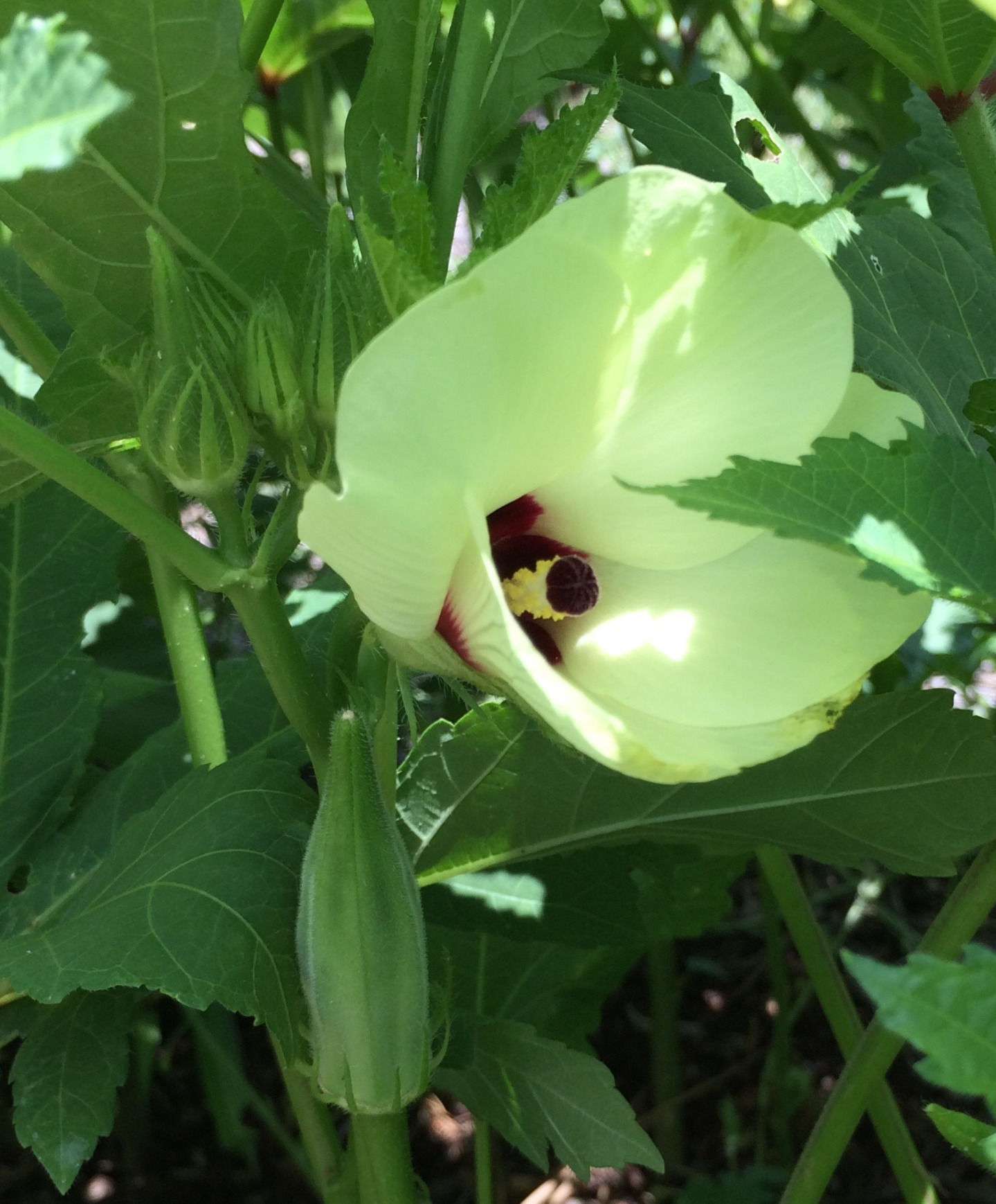 Okra - Clemson Spineless 80 (Southern Acclimated)