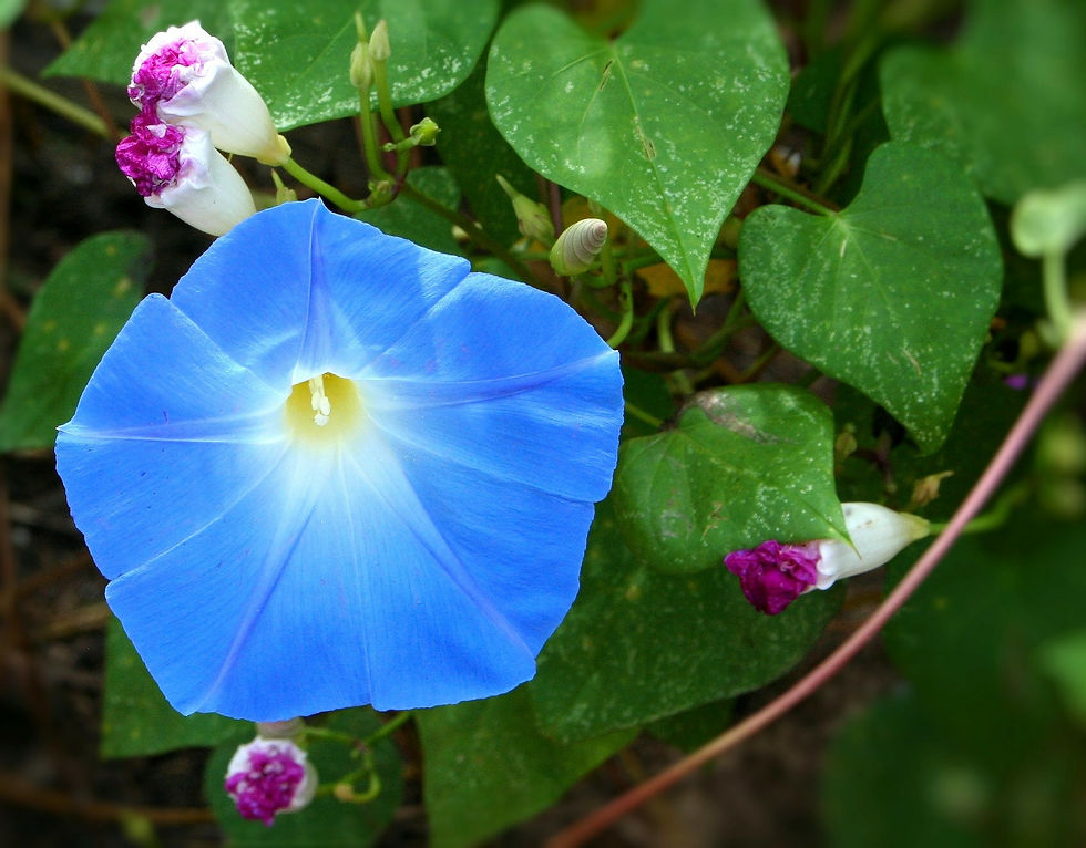 Thumbnail: Flower - Morning Glory, Clark's Heavenly Blue