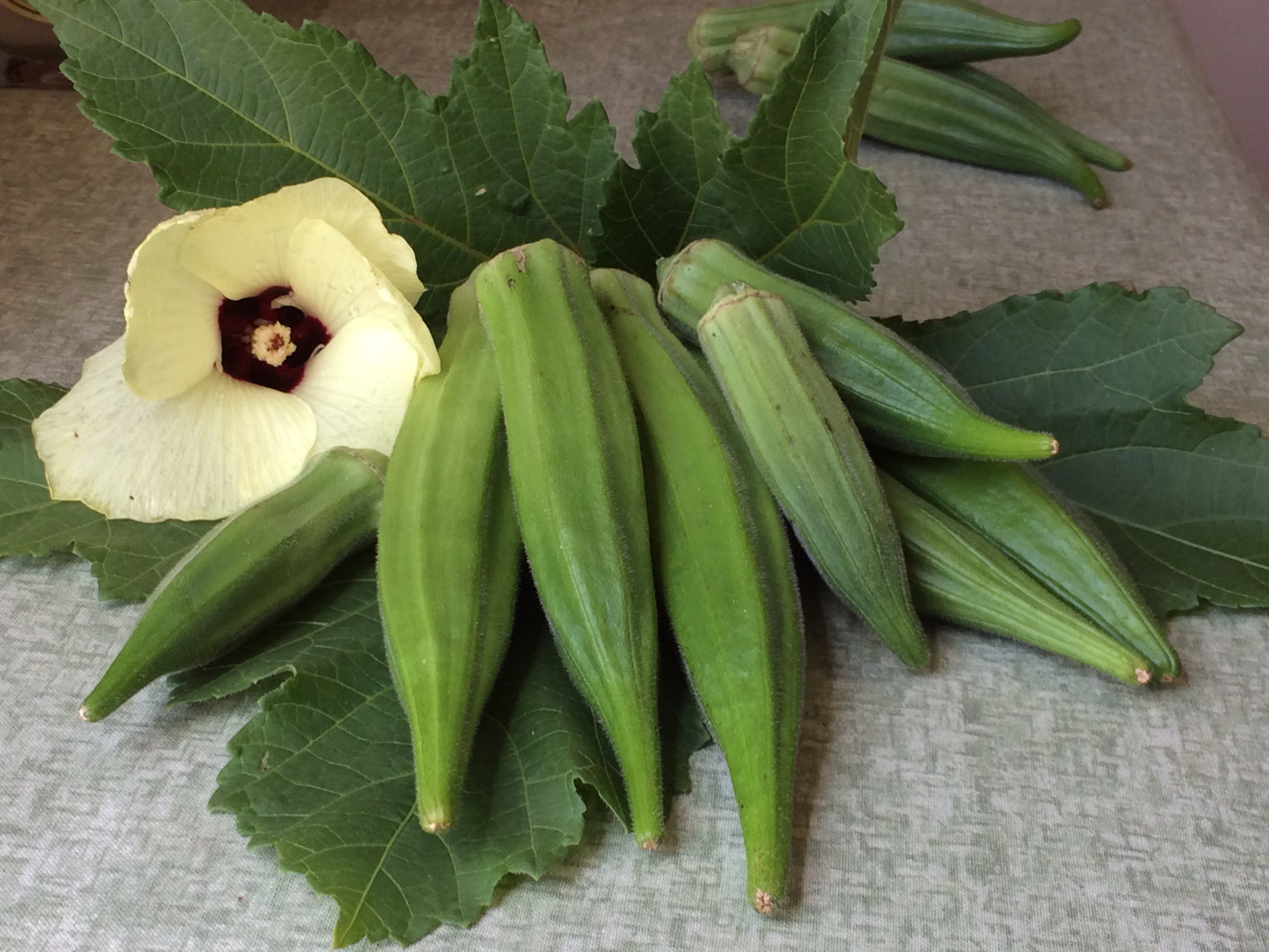 Okra Louisiana 16" Long Pod (Southern Acclimated) Brim Seed Co.