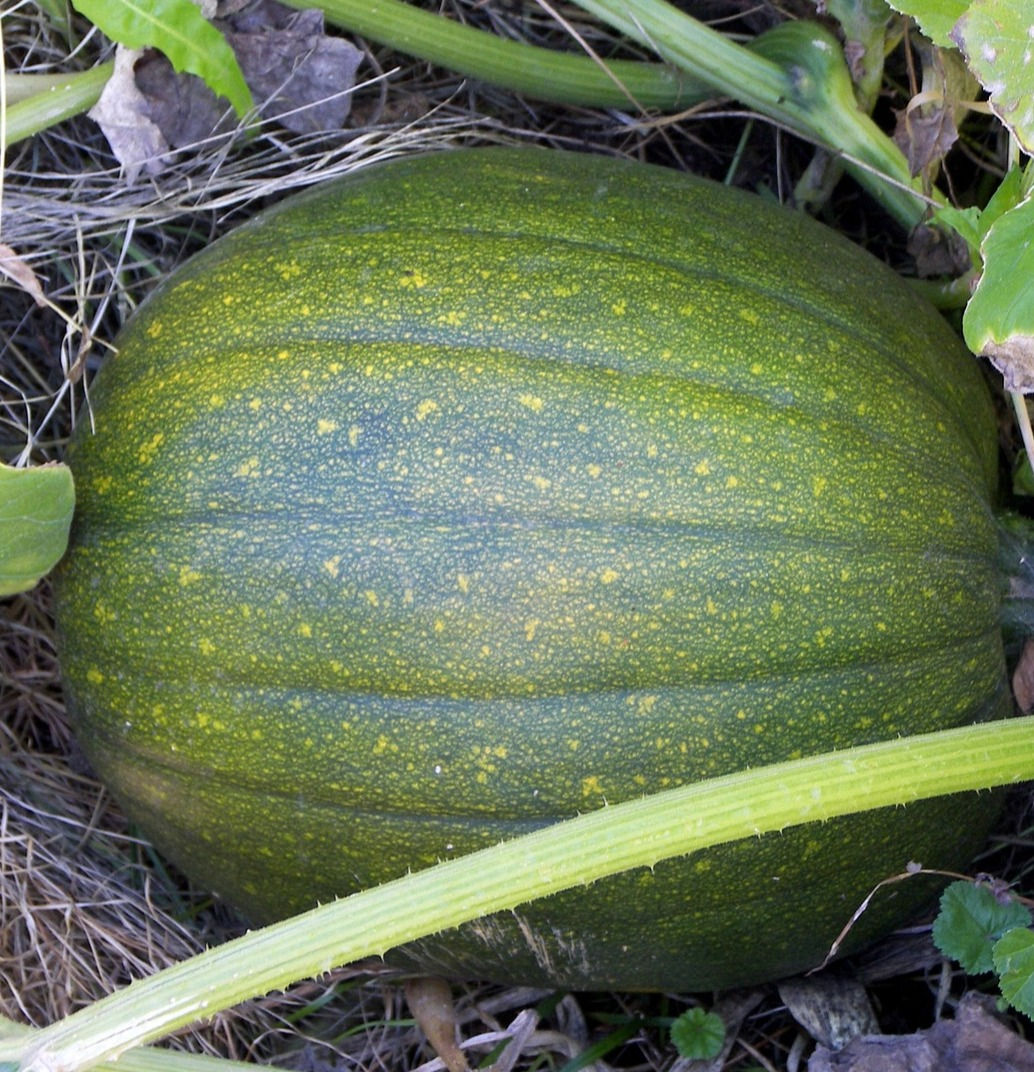 Squash - Tatume (summer)