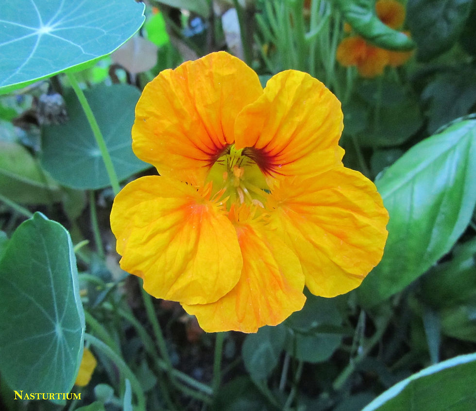 Flower Nasturtium, Dwarf Jewel Mix Brim Seed Co.