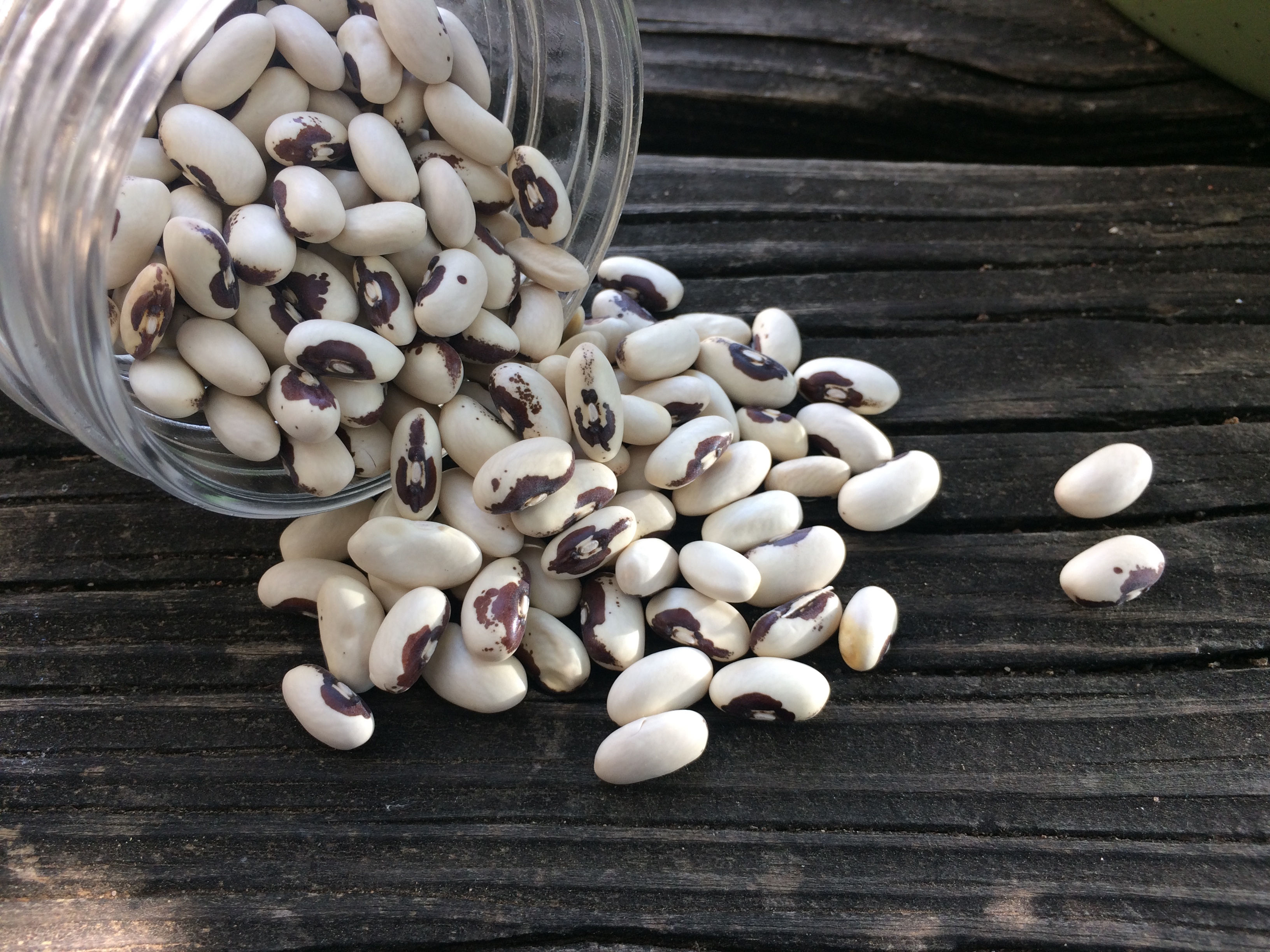 Bean-Golden Wax Improved