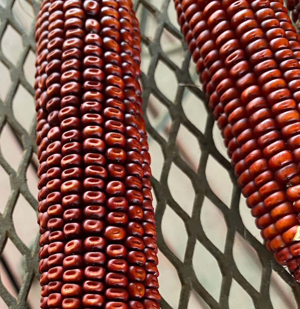 Thumbnail: Corn - Bloody Butcher (Southern Acclimated)