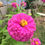 Thumbnail: Flower - Zinnia, Brazos Valley Mix (Southern Acclimated)