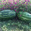 Thumbnail: Watermelon - Uncle Jim's (Southern Acclimated)