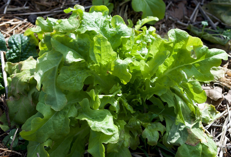 Thumbnail: Lettuce - Oakleaf, Butterhead