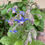Thumbnail: Herb - Borage