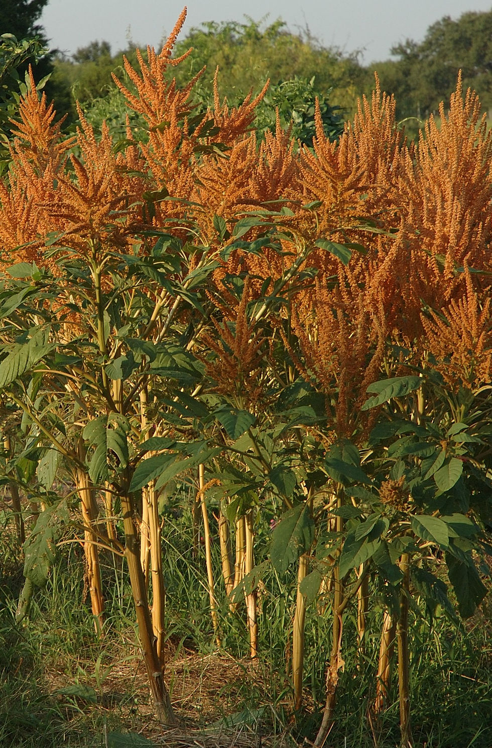 Thumbnail: Amaranth - Golden (Southern Acclimated)