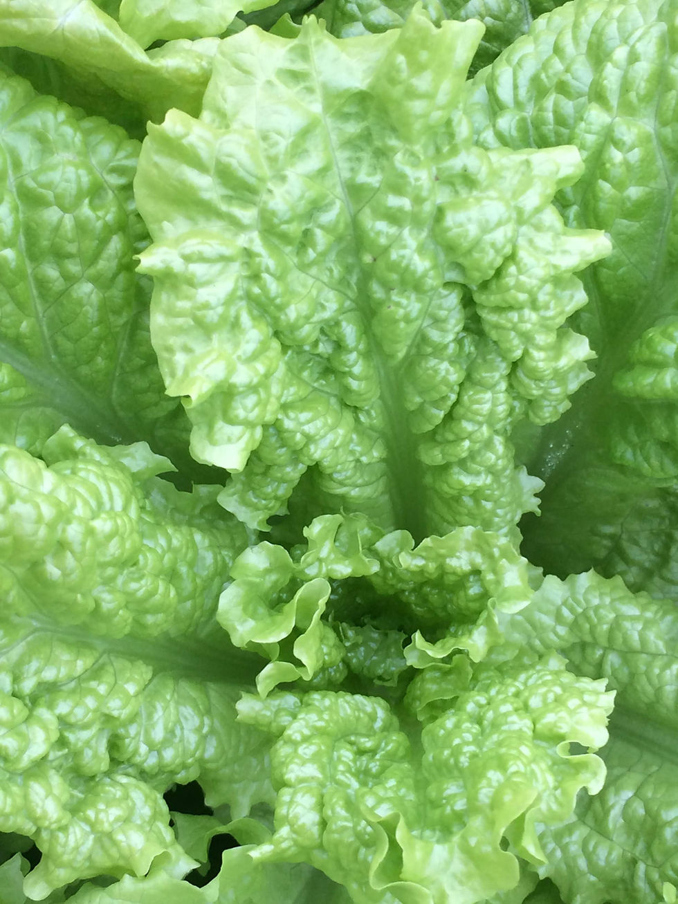 Thumbnail: Lettuce - Black Seeded Simpson