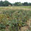 Thumbnail: Southern Pea - Pink-eyed Purple Hull
