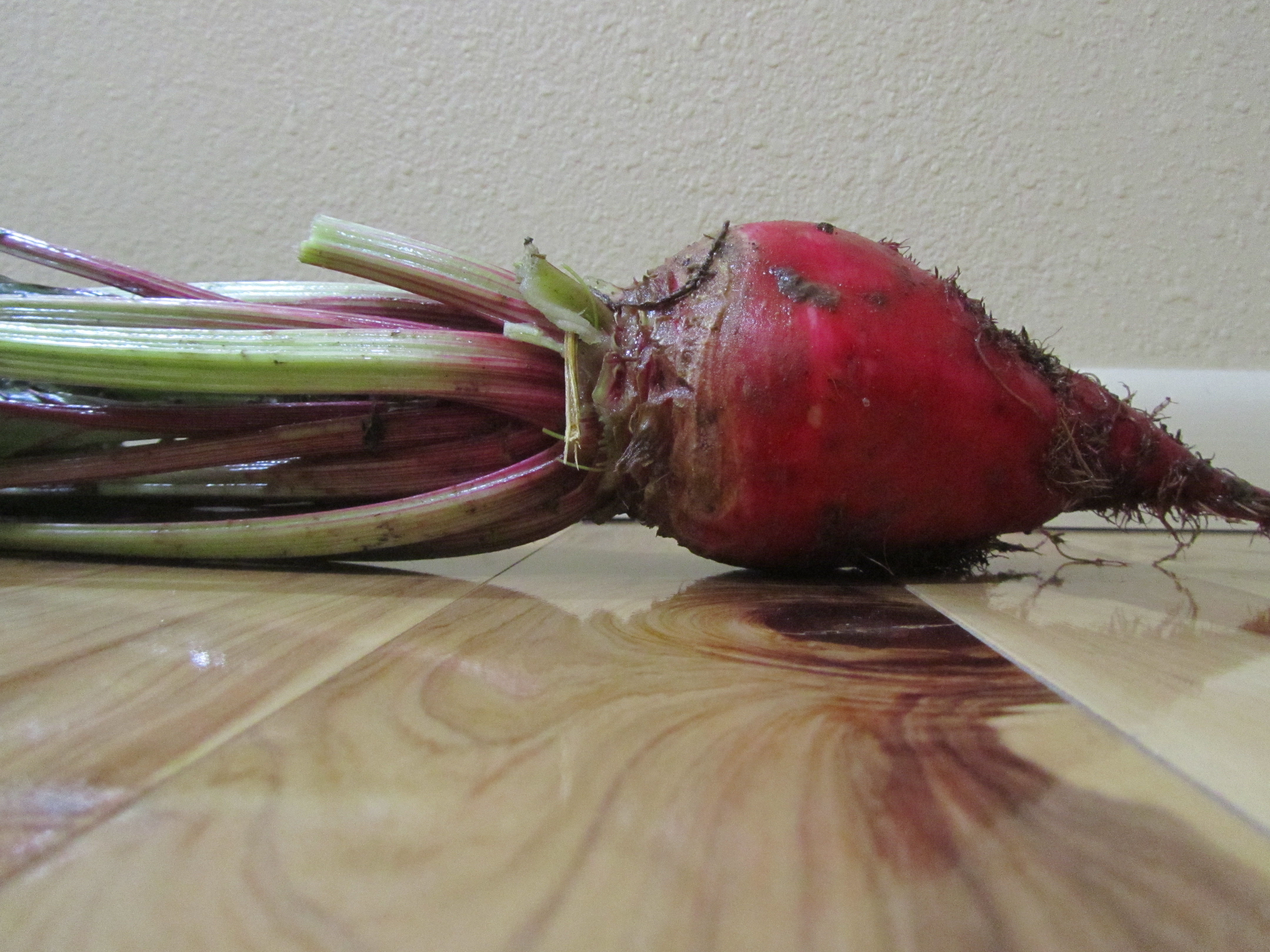 Beet - Mammoth Red Mangel