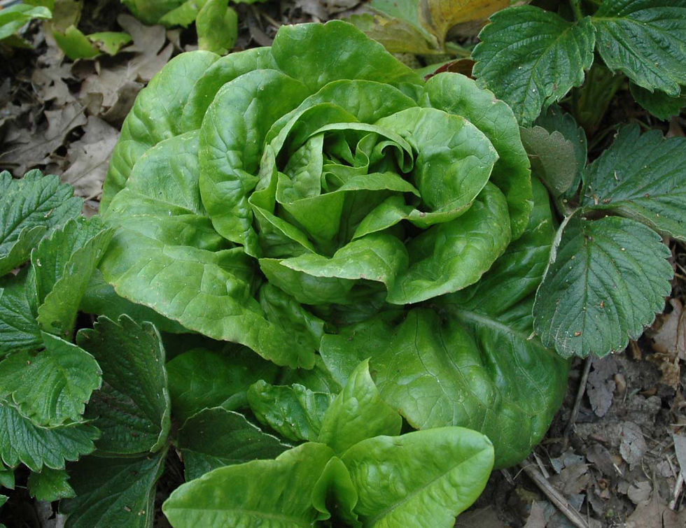 Lettuce Buttercrunch, Heading/Bibb Brim Seed Co.