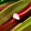 Thumbnail: Rhubarb - Victoria
