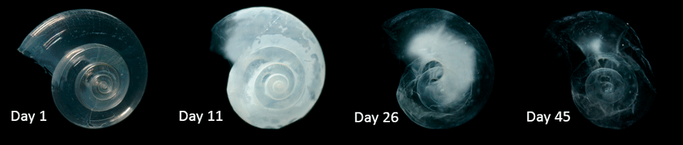 shell.gif
