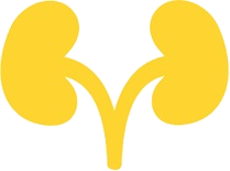 kidneys_edited_edited.png