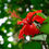 Thumbnail: Puerto Rico