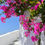 Thumbnail: Santorini