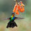 Thumbnail: Costa Rica