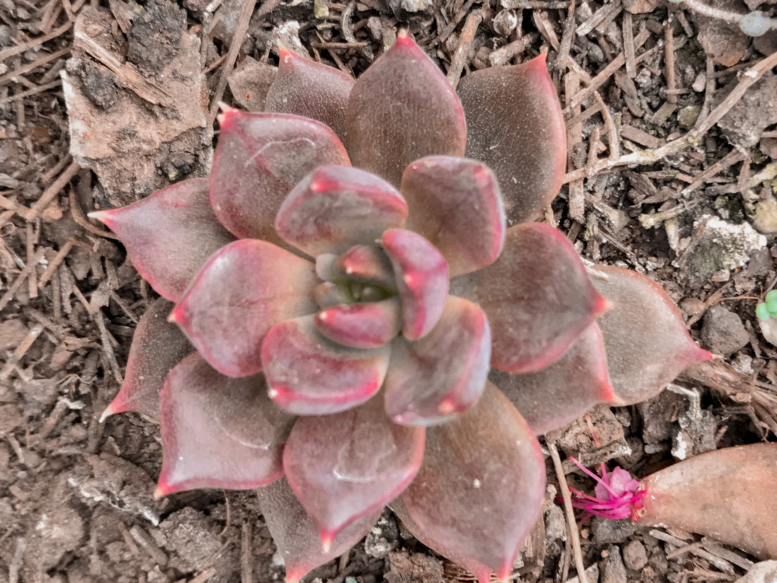 Graptopetalum