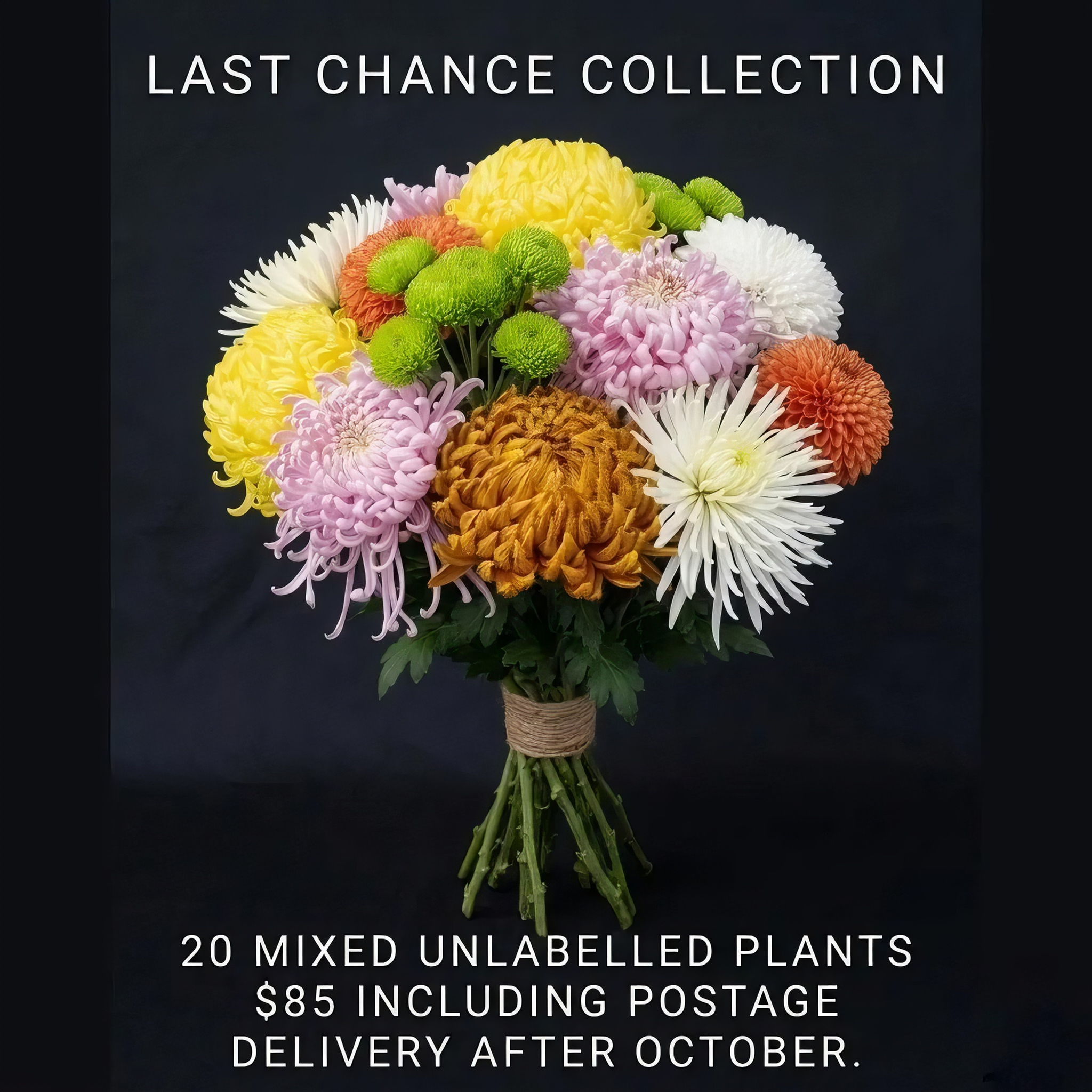 LAST CHANCE MIXED
