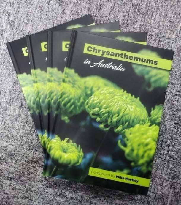 Chrysanthemums in Australia