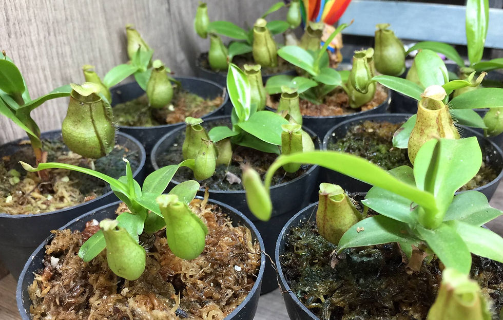 pitcher plant singapore