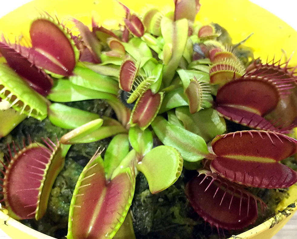 Venus Fly Trap