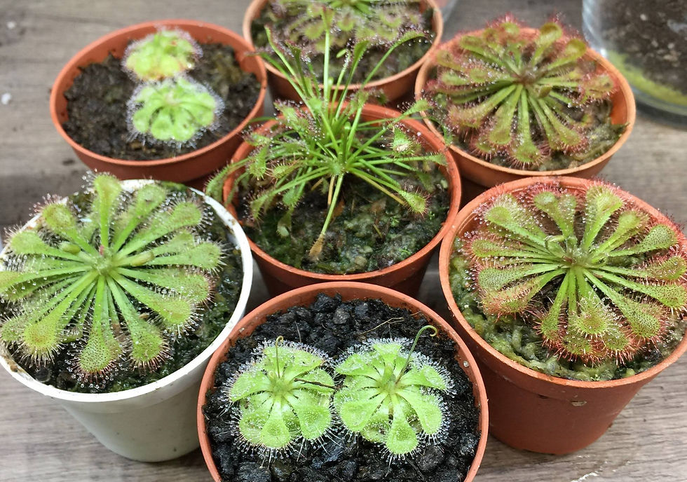 sundew singapore