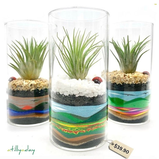 Buy Air Plant / Tillandsia | Singapore | A Tilly A Day