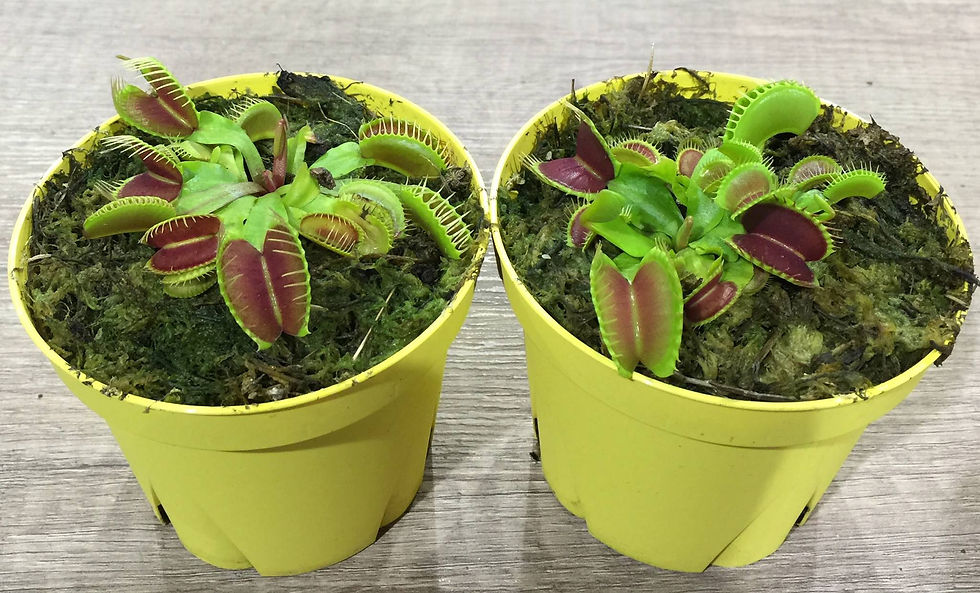 Venus flytrap Singapore