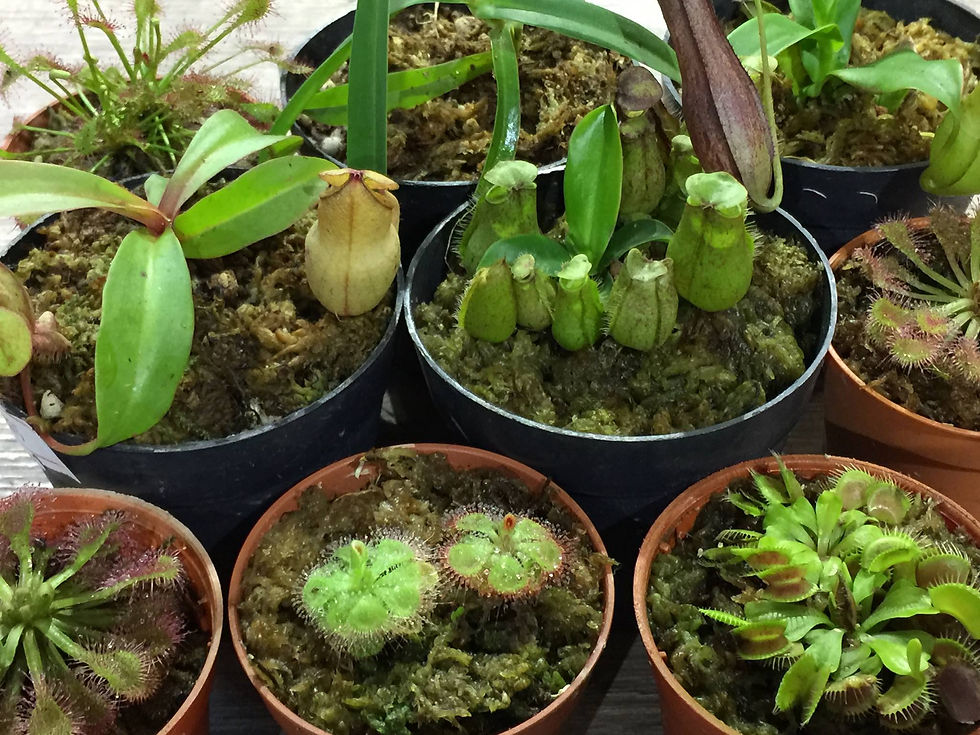 carnivorous plants singapore