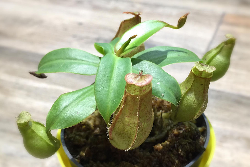 Buy nepenthes singapore