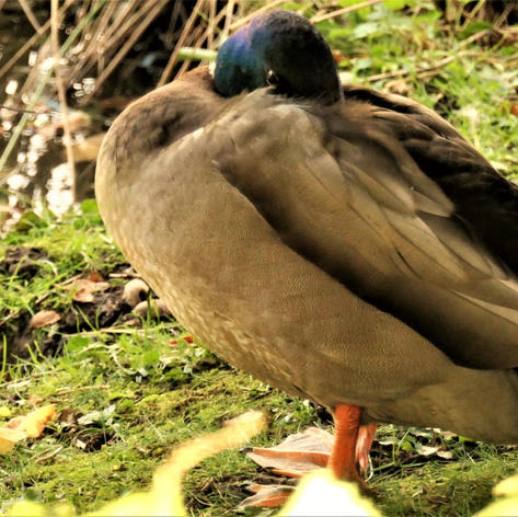 Stockente