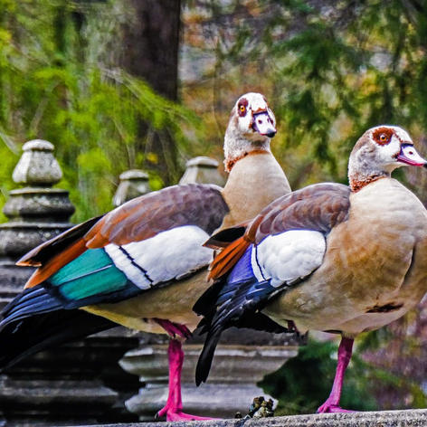 Nilgänse im Park