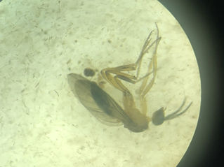 Tiny Creatures, Big Discoveries