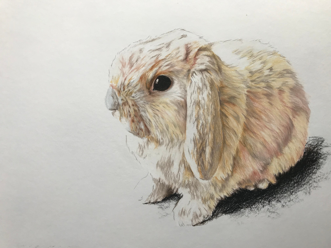 Pastel pencil on paper