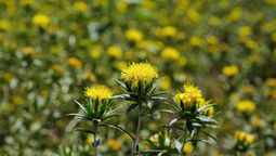 Gobierno de Sonora impulsa reconversión productiva con siembra histórica de cártamo