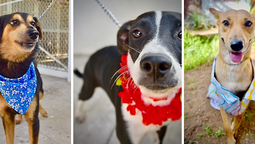 Organiza Gobierno de Hermosillo Feria de Adopciones de animales de compañía