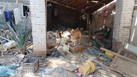 Rescatan a 25 canes en cateo por maltrato animal en San Luis Río Colorado