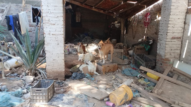 Rescatan a 25 canes en cateo por maltrato animal en San Luis Río Colorado