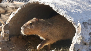 Centro Ecológico de Sonora recibe a más de 16 mil visitantes interesados en conocer a capibara